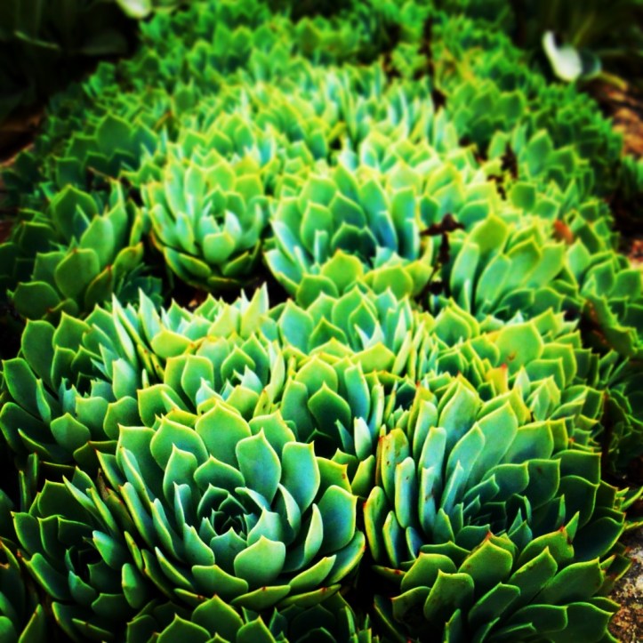 Succulent garden