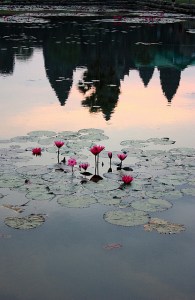 3.1361143876.oooooh-arty-reflections-with-lotus-flowers