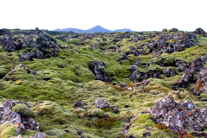 Green moss carpeting lava fields